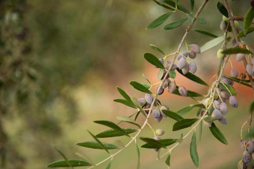 Όμορφο Παραθασυγκρότημα Ενοικιαζόμενων Καταλυμάτων Ως Ολόκληρος Χώρος - Chrani, Ελλάδαλάσσιο Διαμέρισμα Екстериор снимка